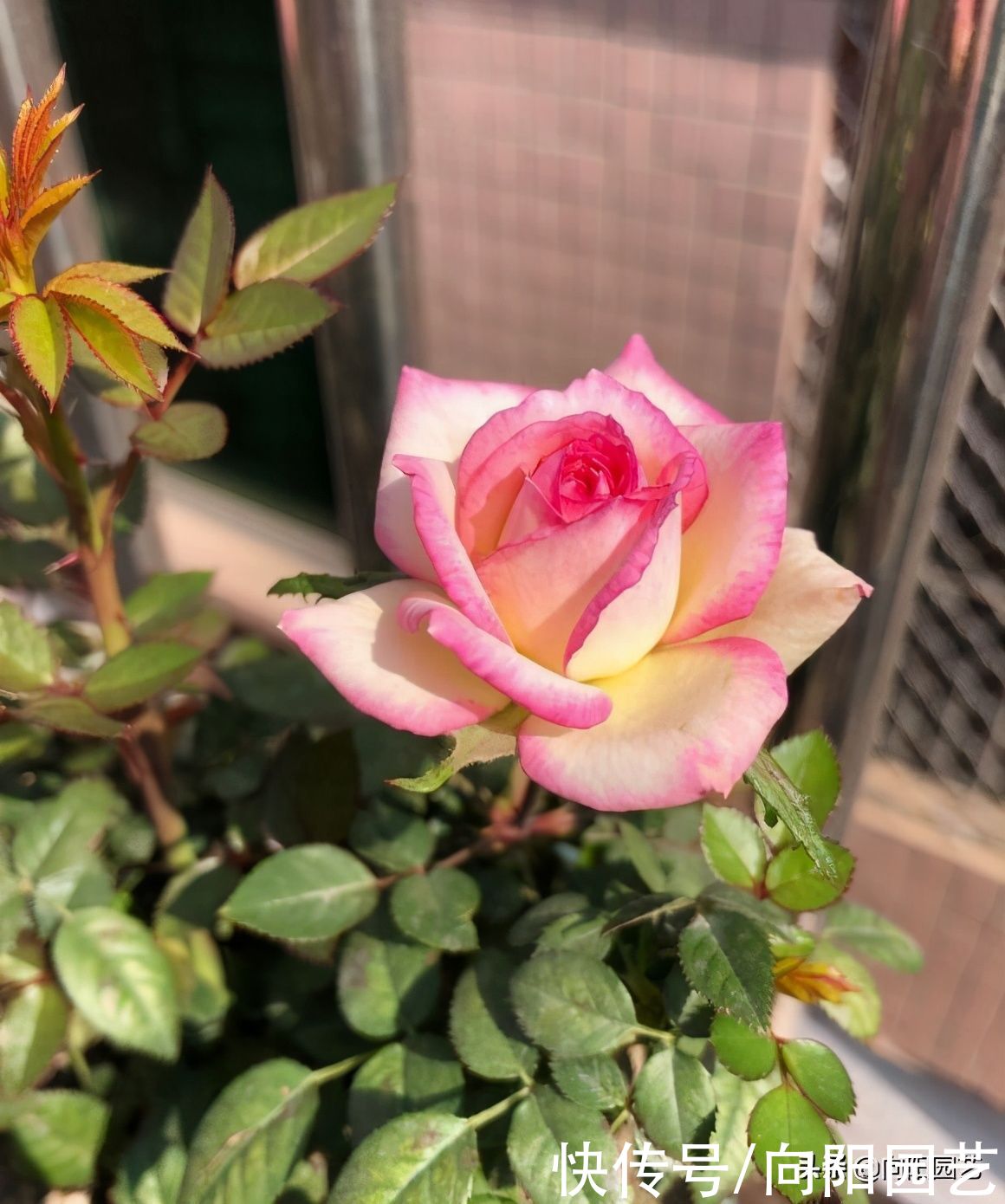 月季花开始冒芽，注意“白粉病”，提前喷药杀菌，新芽冒得快