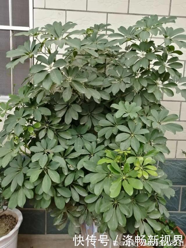 6种杀菌花,杀菌去异味,家里空气更干净!