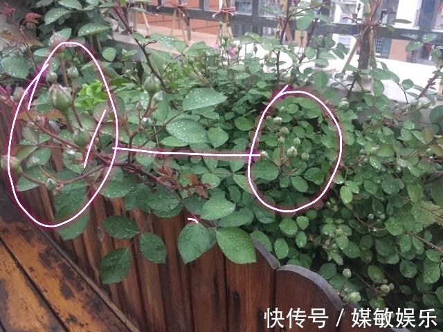 月季花的花苞多而担心开不了花3点养护月季开花大而不掉花苞