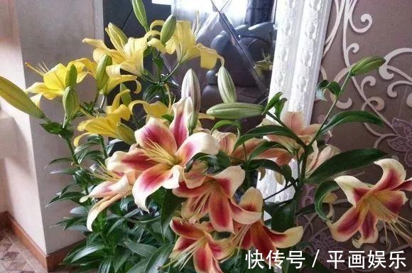 沾土就活,种门口长成一大簇,邻居天天跑来看!