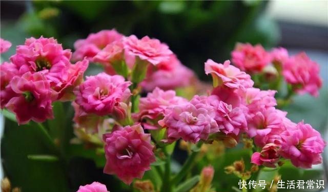 长寿花开花爆盆有秘诀,学会施肥就行了,砰砰开花全是花苞!