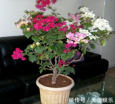 夏天养三角梅，花前、花后浇水很关键，做对了，才能花开满树