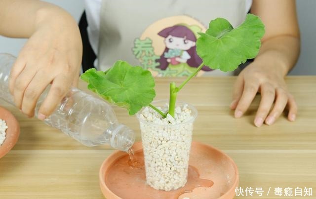 9月前后,这花必须剪一剪,不然明年没花看!