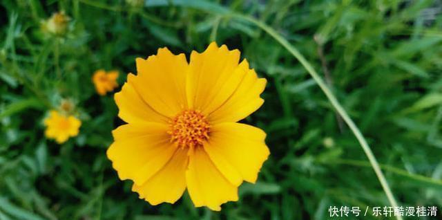 初夏的金菊花 花开半夏 天合乐学帮助家长发现孩子的更多可能