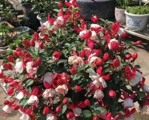 扦插|5种花,趁现在“赶紧扦插”,生根快,长得快,一个月就开花