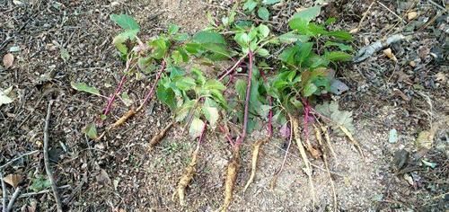 农村|农村一种奇特野草,红茎有剧毒,绿茎却是上等野菜,一定要认清楚