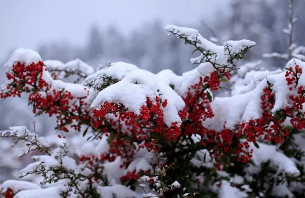 1小时飙拢！去重庆看雪！云海雪山森林，下山还能泡温泉！