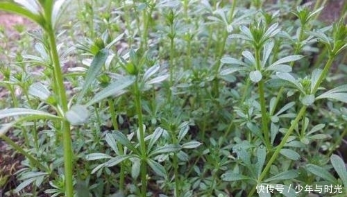 土三七|最受歡迎的野菜, 能降脂減肥,清熱降火,農(nóng)村人不賣留著自己吃