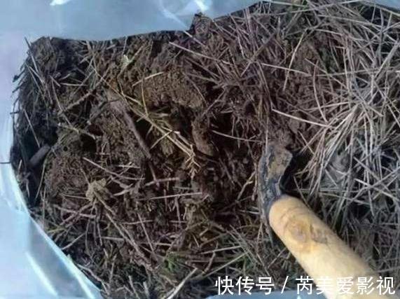 家里养花用它们做肥料，既能个个长爆盆，还能省下不少买肥钱