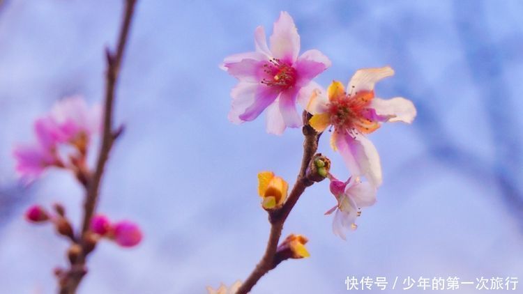 中薪|冬日访宫城，与可爱小狐狸邂逅，享用季节美食，在白石城中赏粉樱