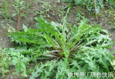 奇效|癌症最怕的3种野菜，营养健康，预防癌症有奇效，大家不妨了解下