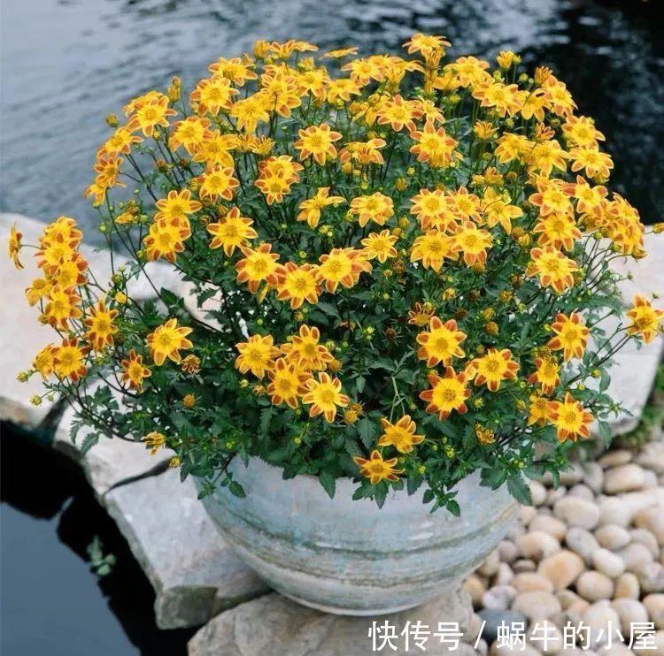 名字土掉渣、开花却很漂亮的8种花,你家养过几种?