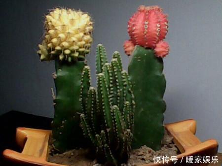 蹭蹭|仙人掌浇水有讲究，死记这几点，蹭蹭长成大高个！