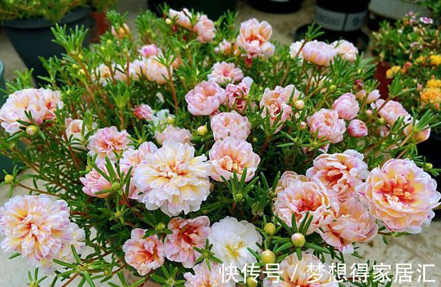 养花|三种夏日花，扦插正当时，喜欢的建议尽快繁殖“小苗”