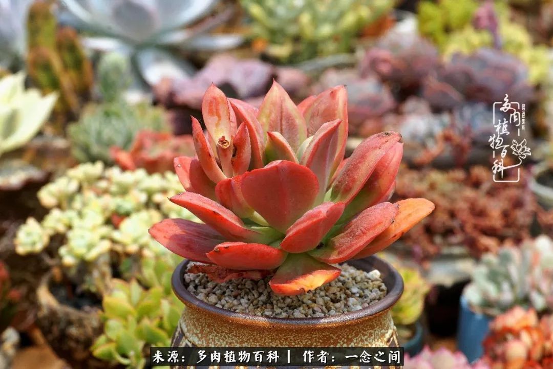 群友聊多肉没有最二只有更二,爆笑百科二群的二货二事!