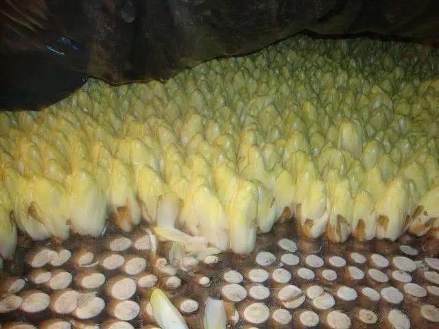  增加|尿酸高的人，多注意，4件事最好一个不要做，是痛风的“加速器”