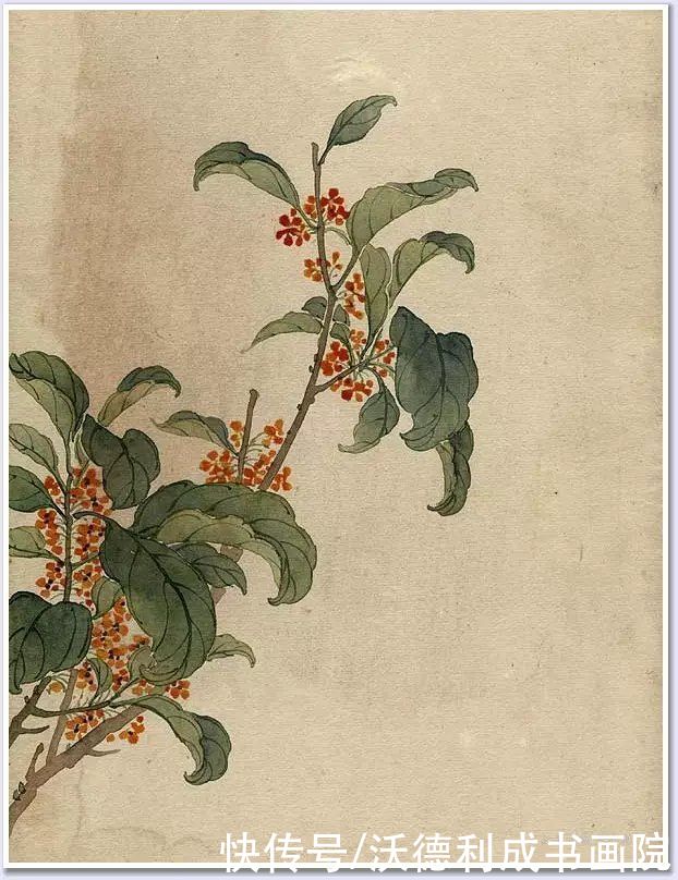 画菊|没骨百花图欣赏，美到骨子里