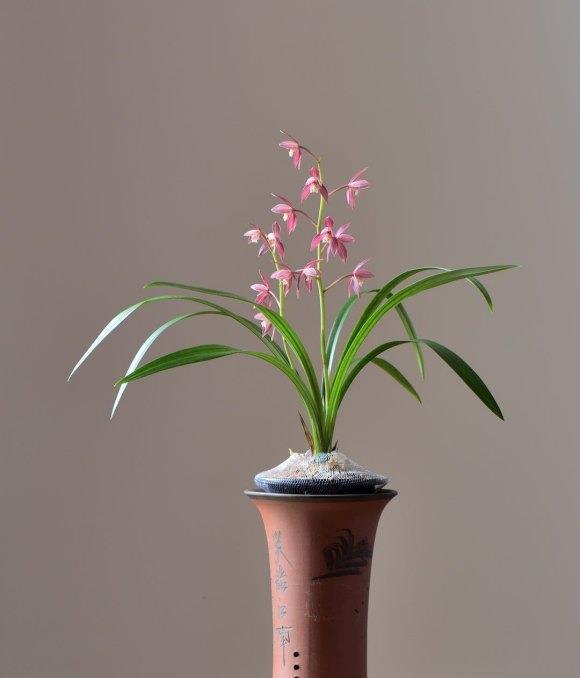 兰花忒难养?配个好土,咋养咋壮,花箭一米八,香喷喷的报岁花