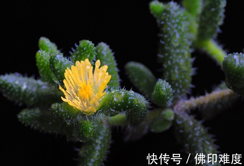 叶椒草|这些多肉说不上哪里好，但就是让人一眼难忘，有的开花还很美