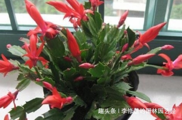 秋季蟹爪兰迟迟不开花，三个爆盆施肥方法，立刻花开艳丽满盆红爪