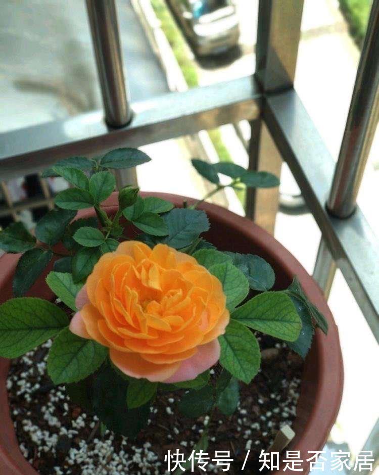 月季黄叶是什么情况?弄清“4点”,一直绿油油,明年“花更多”