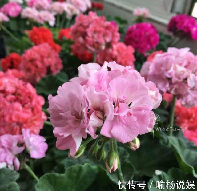 扦插加个小药片，成活率翻番，新手也能做得好！