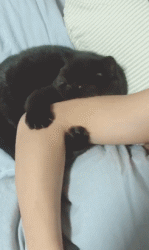 |搞笑GIF趣图:你能不能不要像一个磨人的小妖精,我还有事呢?