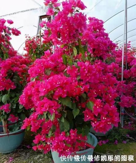 三角梅|秋天三角梅在3种情况下,千万不能晒太阳,一晒就黄叶剩个空盆