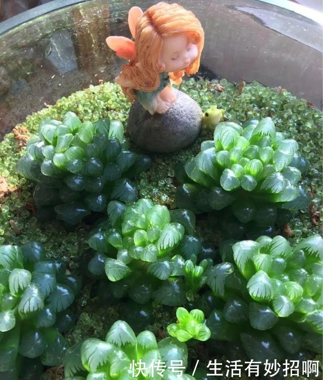 10种花,春天不能晒,躲屋里最安全!10种花,春天不能晒,躲屋里最安全!