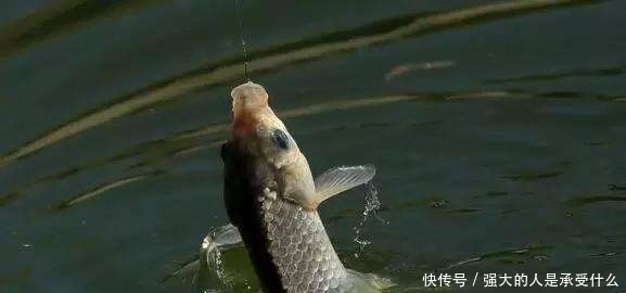 秋季野钓时,新手如果能做到这3点,老钓友都只能甘拜下风!