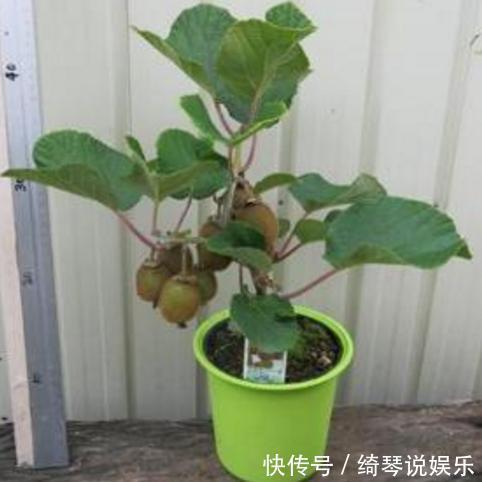 这3种适合在家里种的水果盆栽,你知道吗