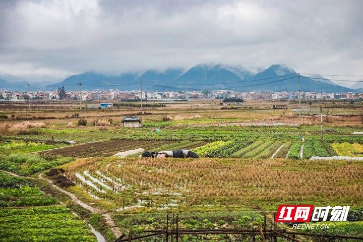 湖南|湖南蓝山：雨后乡村春色美（组图）