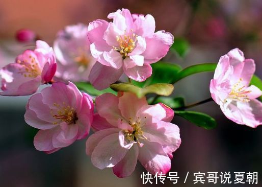 家里养4种花,耐旱又耐晒,好养又漂亮,一开就停不下来