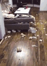 |搞笑GIF:看到最后那个动作 我悬着的心可算是放下了