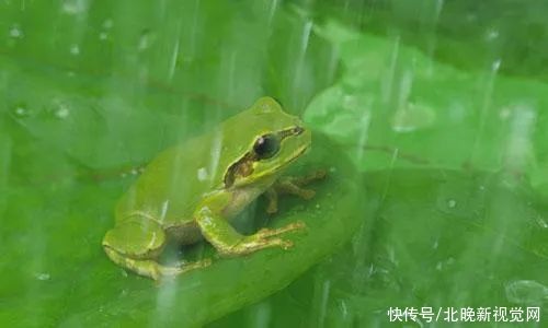 孙大伯|老伯高烧反复不退，自己交代曾生吞5只活青蛙！原因匪夷所思……