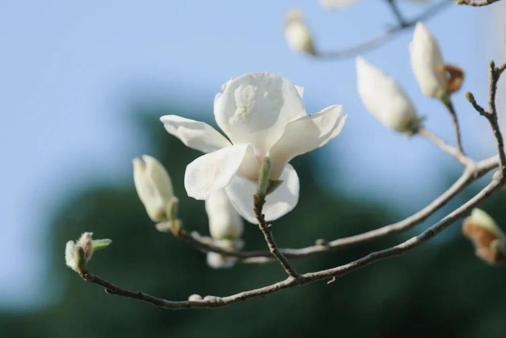 繁花烂漫迷人眼，香洲这里春色如画...