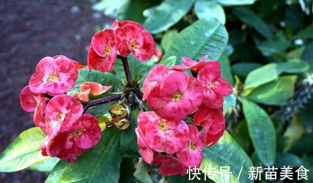 光照|6种花，再舍不得也要“搬出去”，越狠狠晒，越满头开花！