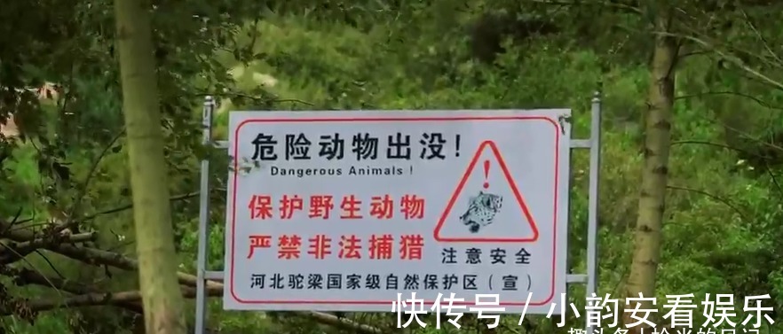 小草原|一条即将火的旅游自驾线路老虎头森林公园，高山草甸加72拐