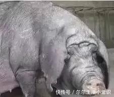 a3394|流行性腹泻已经让大面积的哺乳仔猪腹泻,还有救吗