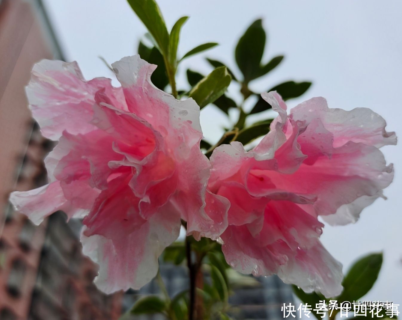 春节买的杜鹃花，容易“花后死”，做好3方面，每年开花不用买