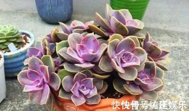 喜欢养多肉就挑漂亮的养,12款迷人的紫色多肉,好看还好养