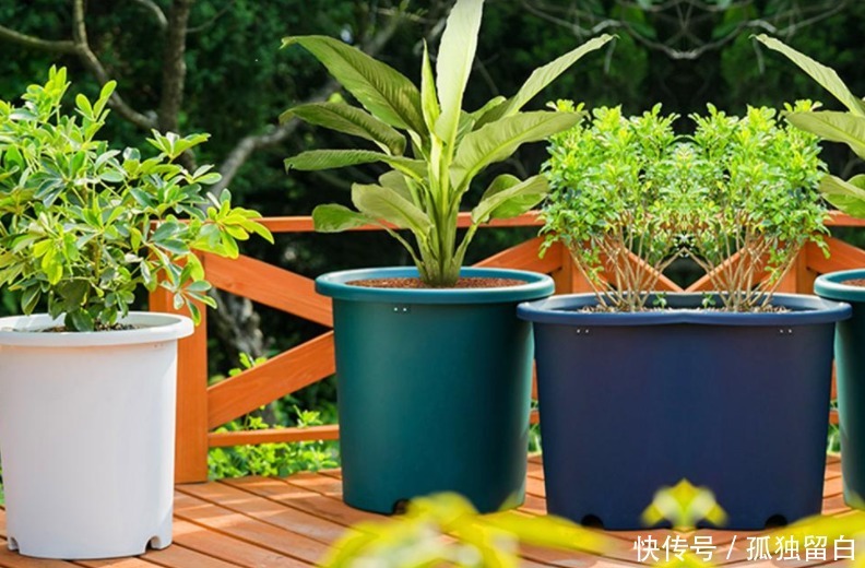 多菌灵水|刚买的花盆、旧盆不能直接拿来养花,这么处理后,盆栽植物无忧