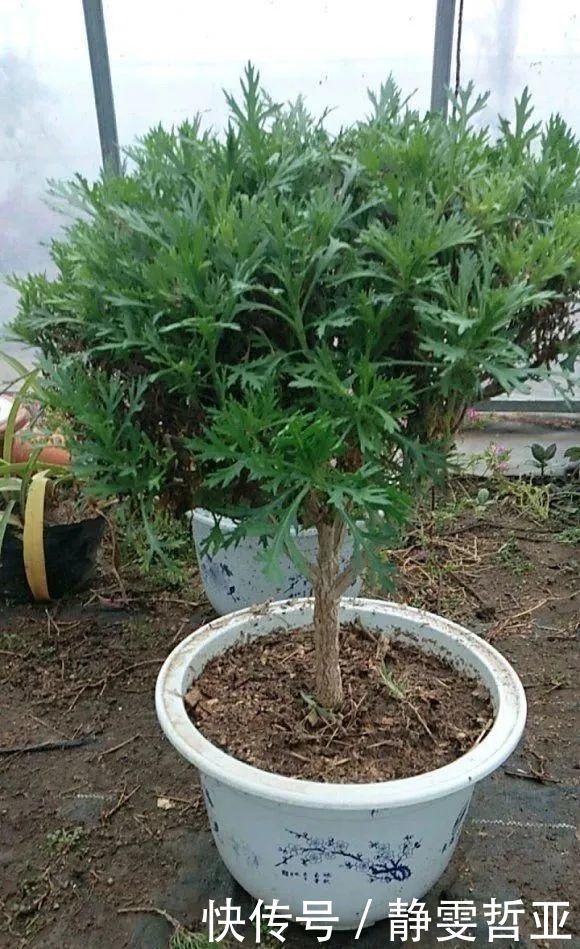 虎皮兰,红掌,吊兰养成老桩,变成大树,真壮观