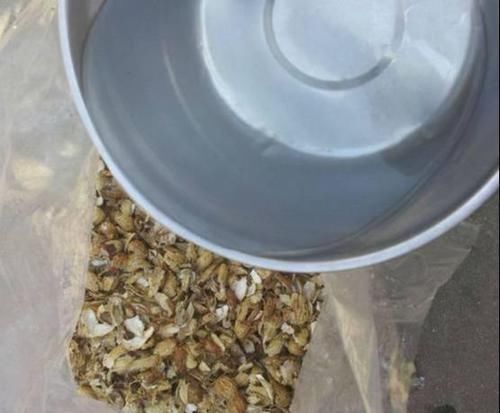 3种“废物”捡回家,扔花盆里,土肥的流油,养花猛长不含糊