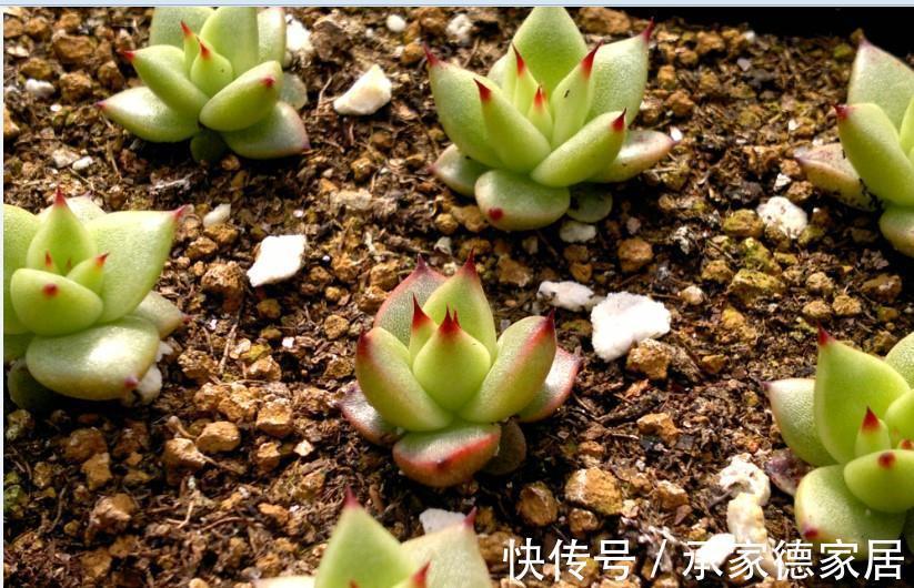 施肥|养多肉植物乌木，掌握住3点，盆栽长势越来越猛，叶肥色艳