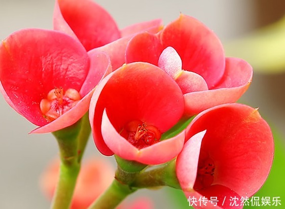 三角梅|适合懒人养的几朵花,比三角梅还能开花,花期养护超简单