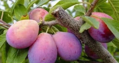 肌肤|人到中年，不妨多吃以下食物，可以滋养肌肤，改善气色，早吃早好