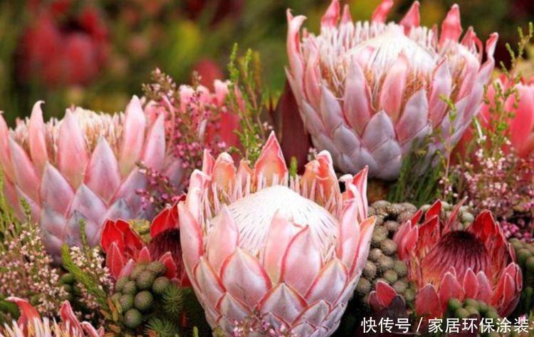 4种富贵花,添福添贵添好运,好养又漂亮,一开就是300多天