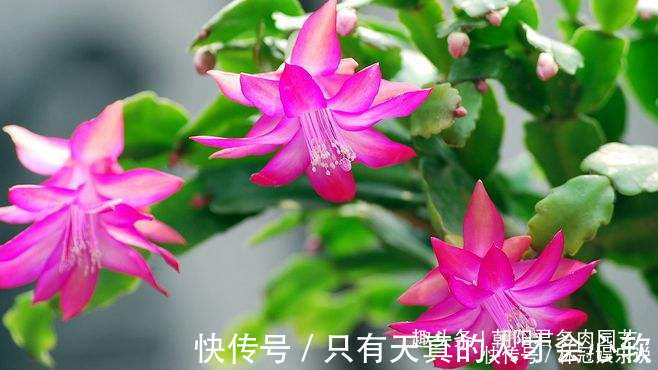 泥炭土|养蟹爪兰，花盆里撒点‘小豆豆’，叶子坚挺开花旺