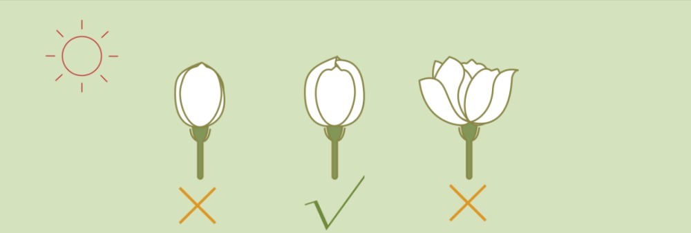 清香|用茉莉花茶做茶饮保持清香持久的秘密